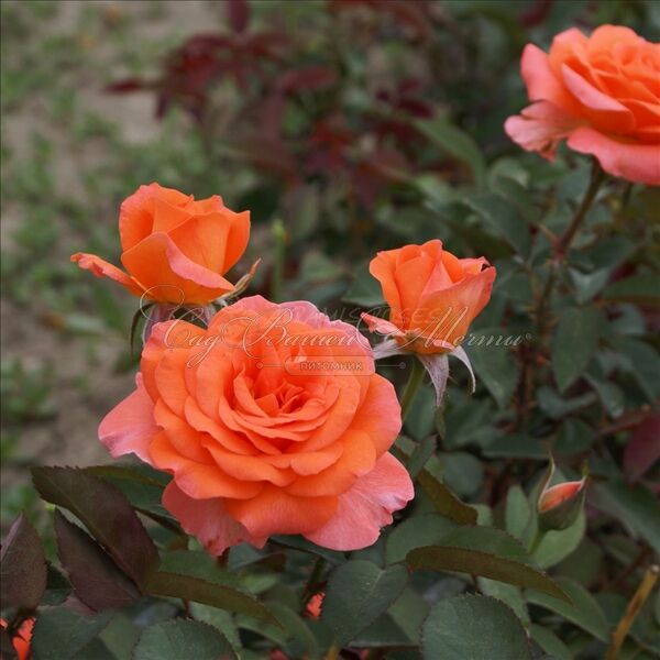 Роза Flora Danica (Флора Даника) — фото 3