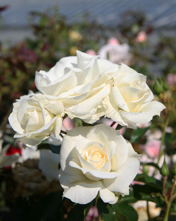 Роза Grasten (Грастен) — фото 2