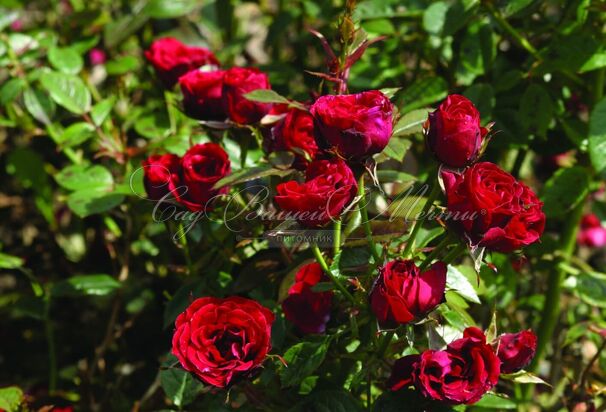 Роза Scarlet Hit (Скарлет Хит) — фото 5