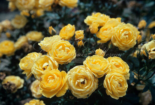 Роза Sun Hit (Сан Хит) — фото 3