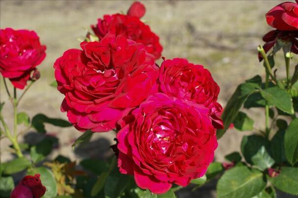 Роза Capricia Renaissance (Капричиа Ренессанс) — фото 5