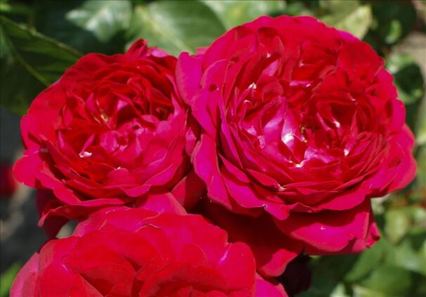 Роза Capricia Renaissance (Капричиа Ренессанс) — фото 6