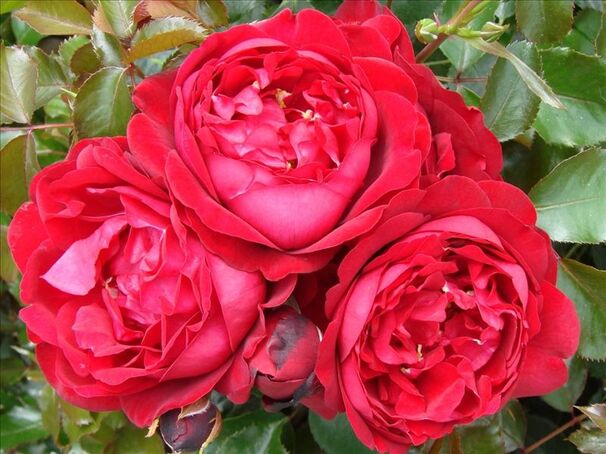 Роза Capricia Renaissance (Капричиа Ренессанс) — фото 7