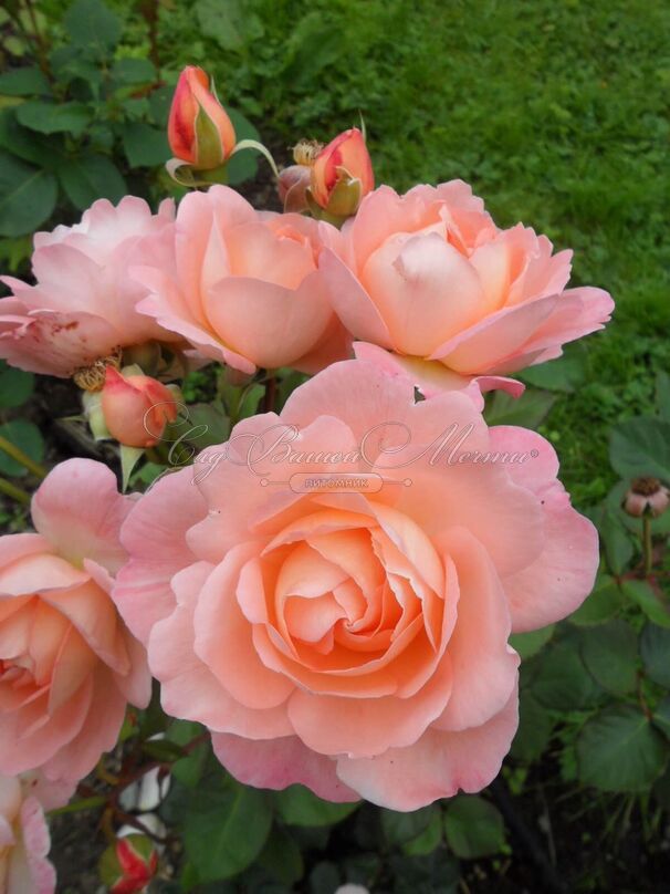 Роза Sissel Renaissance (Сиссель Ренессанс) — фото 2
