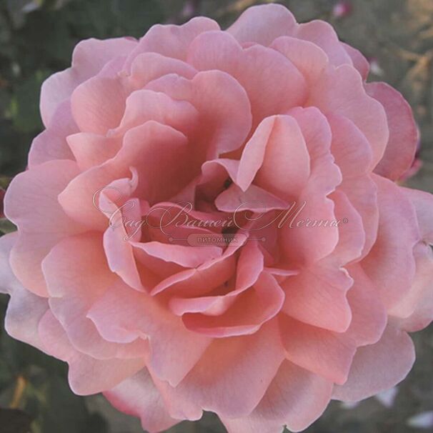 Роза Sissel Renaissance (Сиссель Ренессанс) — фото 3