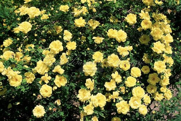 Роза Yellow Fairy (Йеллоу Фэйри) — фото 2
