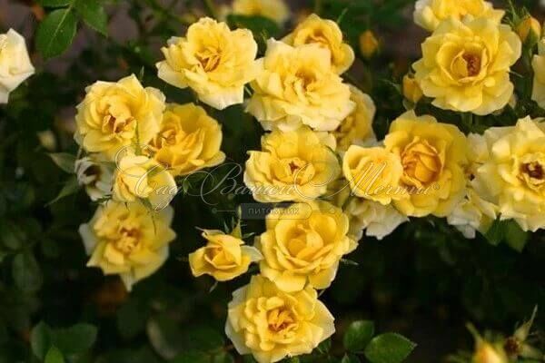 Роза Yellow Fairy (Йеллоу Фэйри) — фото 3