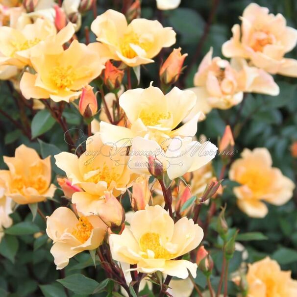Роза Humphrey's Rose (Хамфриз Роуз) — фото 2