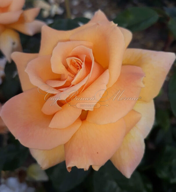 Роза Indian Summer (Индиан Саммер) — фото 3