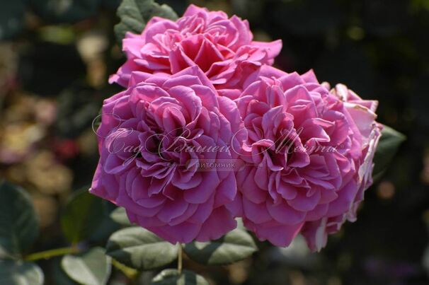 Роза Rajah's Rose (Раджас Роуз) — фото 2