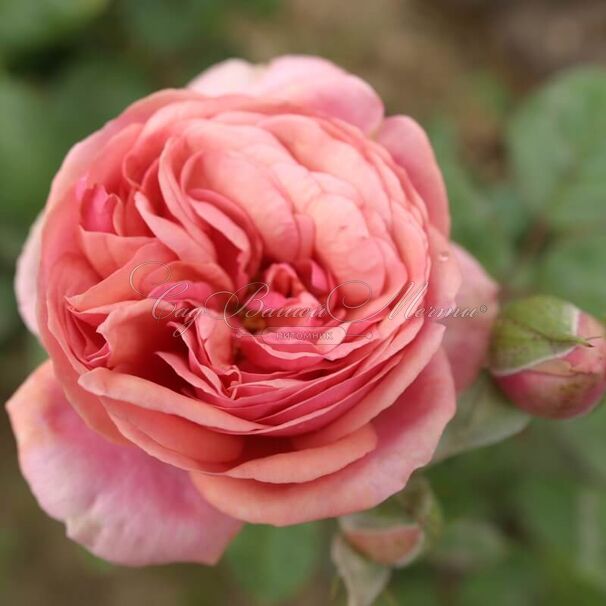 Роза Stefanie's Rose (Стефани'с Роуз) — фото 4