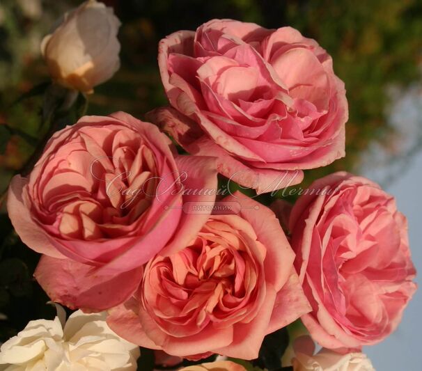 Роза Stefanie's Rose (Стефани'с Роуз) — фото 6