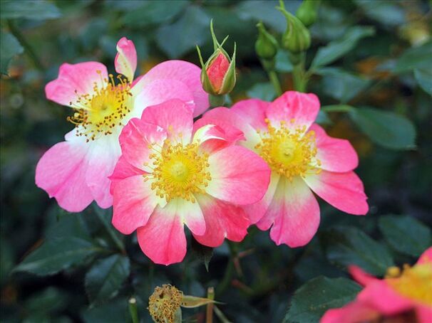 Роза Bienenweide Bicolor (Биненвайде Биколор) — фото 2