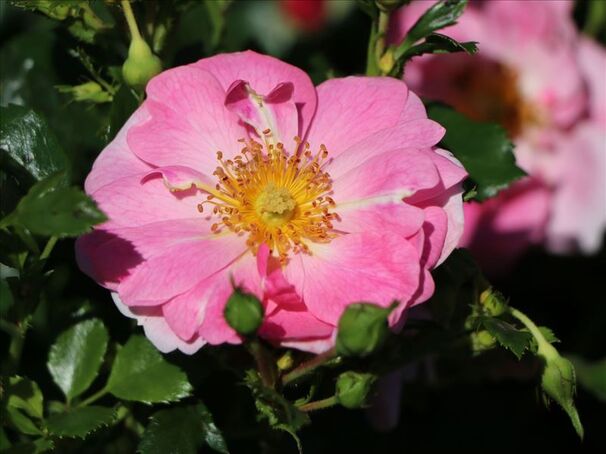 Роза Bienenweide Rosa (Биненвайде Роса) — фото 4