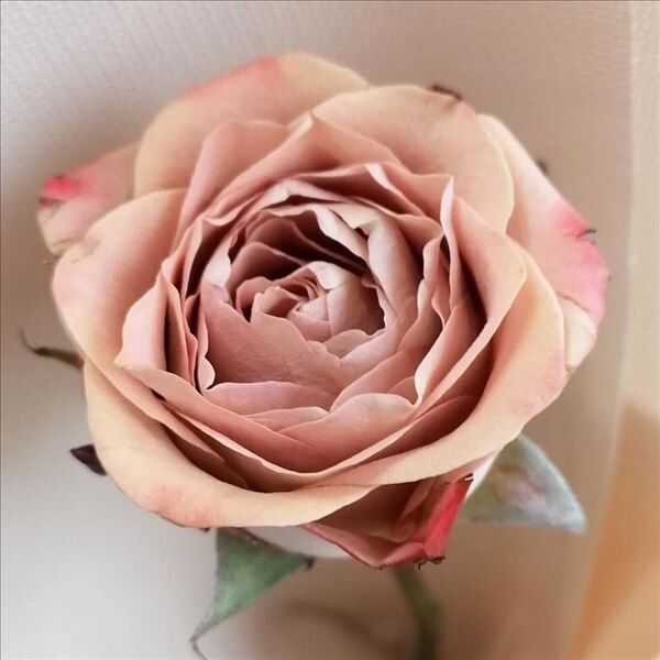Роза Cappucino (Роза Капучино) — фото 2