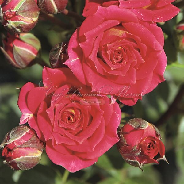 Роза Chili Clementine (Чили Клементин) — фото 2