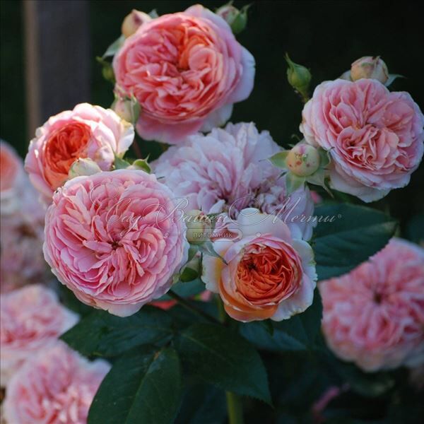 Роза Chippendale (Чиппендейл) — фото 3