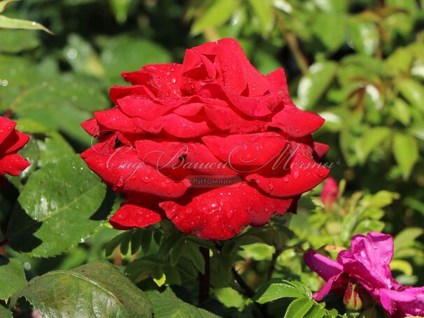 Роза Helmut Kohl Rose (Гельмут Коль Розе) — фото 2