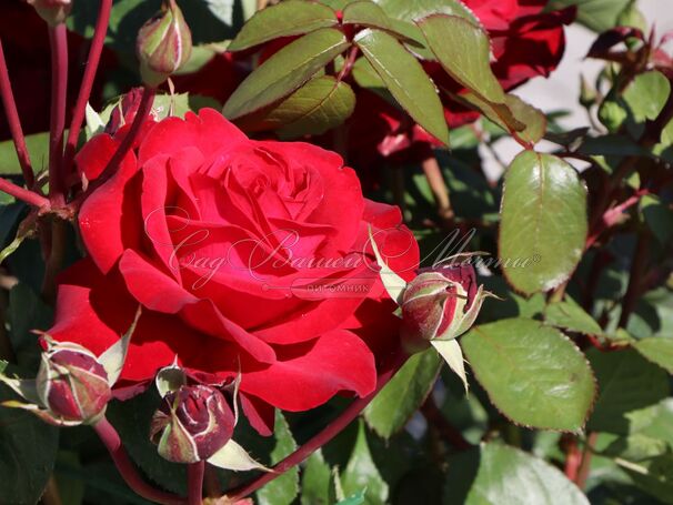 Роза Helmut Kohl Rose (Гельмут Коль Розе) — фото 4