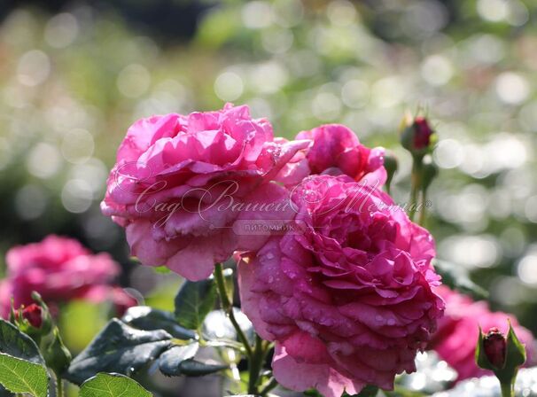 Роза Kaffe Fassett Rose (Каффи Фассетт Роуз) — фото 2