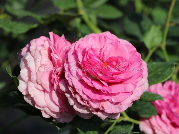 Роза Kaffe Fassett Rose (Каффи Фассетт Роуз) — фото 3