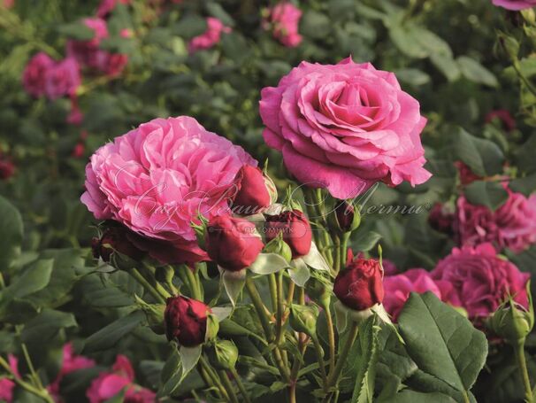 Роза Kaffe Fassett Rose (Каффи Фассетт Роуз) — фото 4