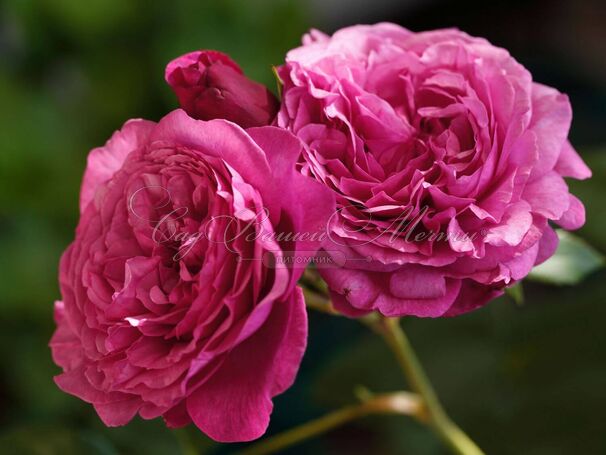 Роза Kaffe Fassett Rose (Каффи Фассетт Роуз) — фото 5