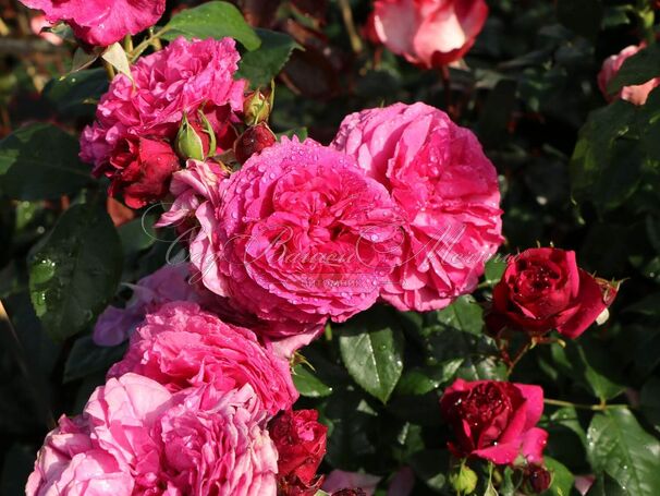 Роза Kaffe Fassett Rose (Каффи Фассетт Роуз) — фото 6