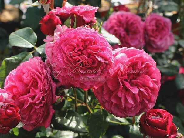 Роза Kaffe Fassett Rose (Каффи Фассетт Роуз) — фото 7