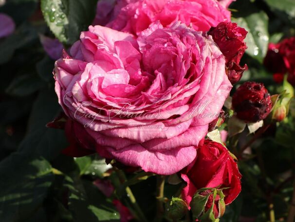 Роза Kaffe Fassett Rose (Каффи Фассетт Роуз) — фото 8
