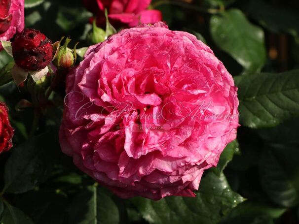 Роза Kaffe Fassett Rose (Каффи Фассетт Роуз) — фото 9