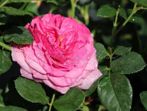 Роза Kaffe Fassett Rose (Каффи Фассетт Роуз) — фото 10