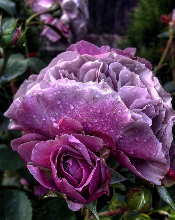 Роза Lavender Ice (Лавендер Айс) — фото 2