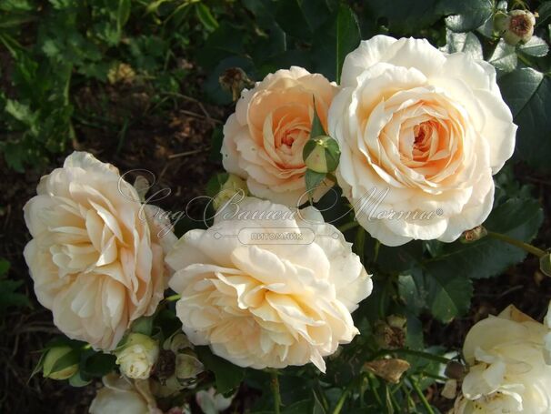 Роза Marie Antoinette (Мария Антуанетта) — фото 2