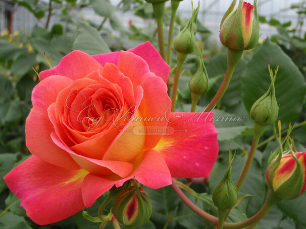 Роза Midsummer (Мидсаммер) — фото 2