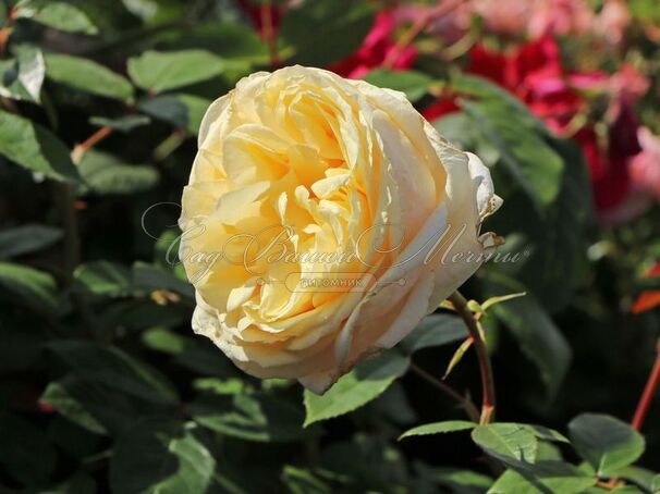 Роза My Girl (Май Герл) — фото 4