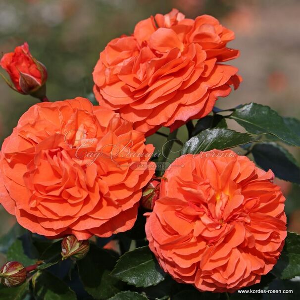 Роза Orange Babyflor (Оранж Бейбифлор) — фото 4