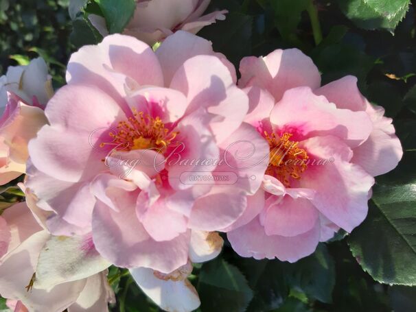 Роза Orienta Magnolia (Ориента Магнолия) — фото 2