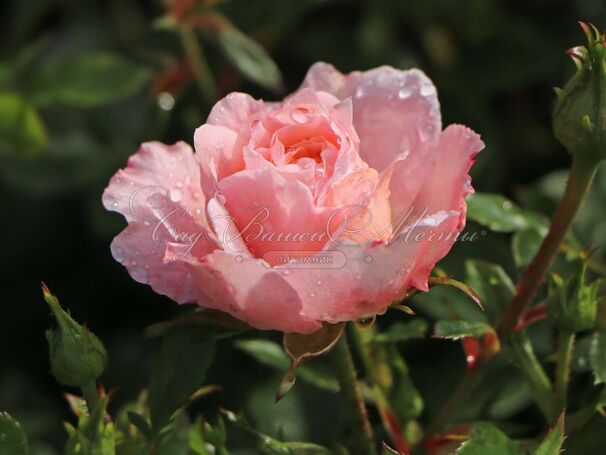 Роза Peach Clementine (Пич Клементин) — фото 2
