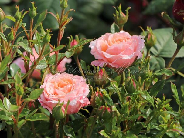 Роза Peach Clementine (Пич Клементин) — фото 3