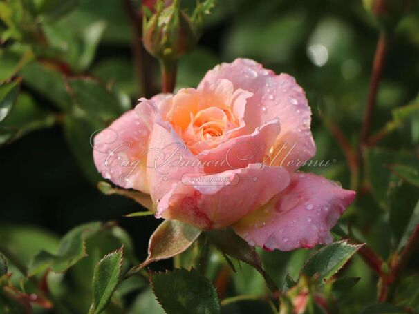 Роза Peach Clementine (Пич Клементин) — фото 4