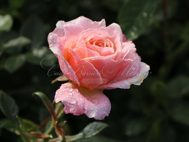 Роза Peach Clementine (Пич Клементин) — фото 5