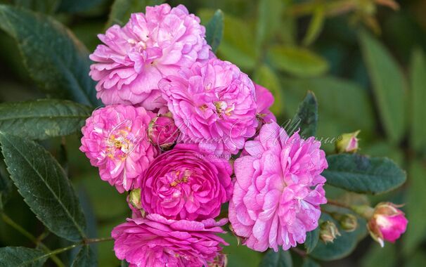 Роза Perennial Rosali (Перенниал Розали) — фото 3
