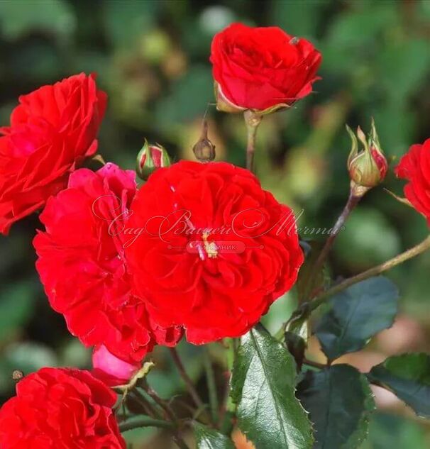 Роза Rose von Oldenburg (Розе фон Ольденбург) — фото 2