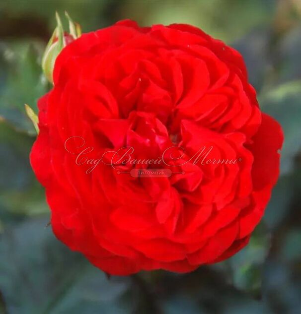 Роза Rose von Oldenburg (Розе фон Ольденбург) — фото 3