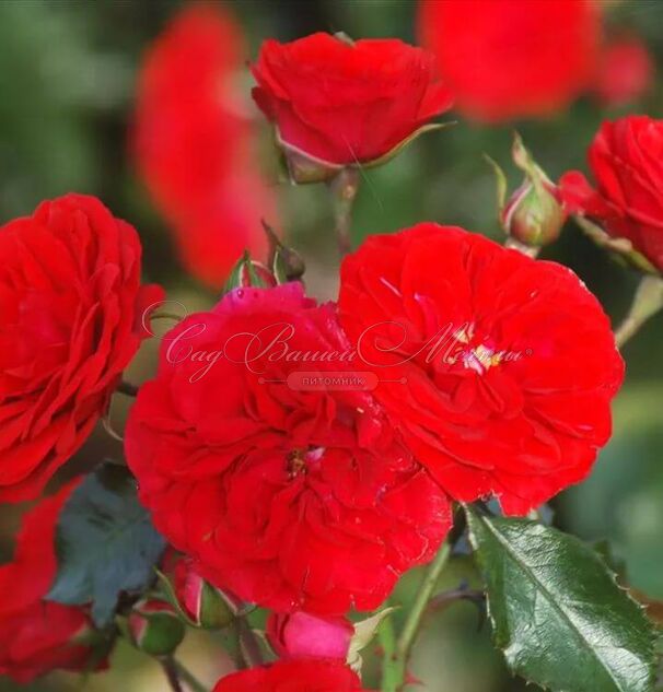 Роза Rose von Oldenburg (Розе фон Ольденбург) — фото 4