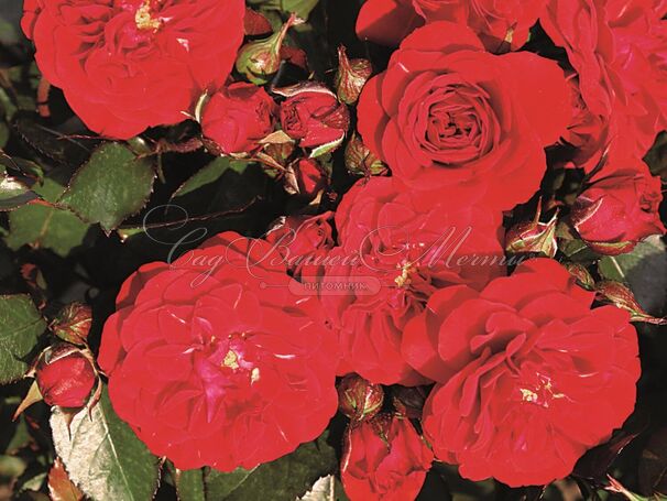 Роза Rose von Oldenburg (Розе фон Ольденбург) — фото 5