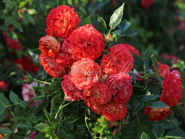Роза Starlet Rose Carmen (Старлет Роуз Кармен) — фото 5
