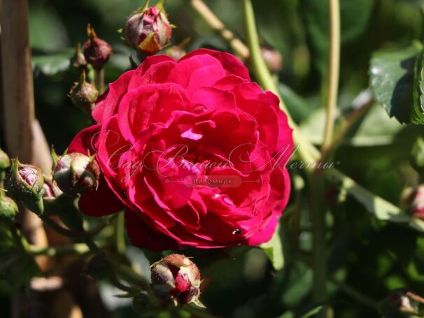 Роза Starlet-Rose Lola (Старлет Роуз Лола) — фото 4