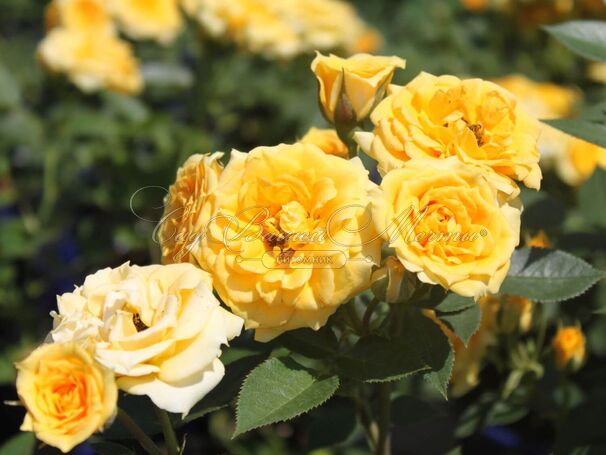 Роза Yellow Clementine (Йеллоу Клементин) — фото 2